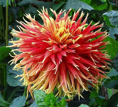 Deze prachtige dahlia gekiekt in Eksel - Hechtel-Eksel