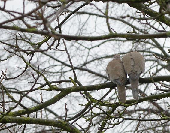 Dicht tegen elkaar - Neerpelt