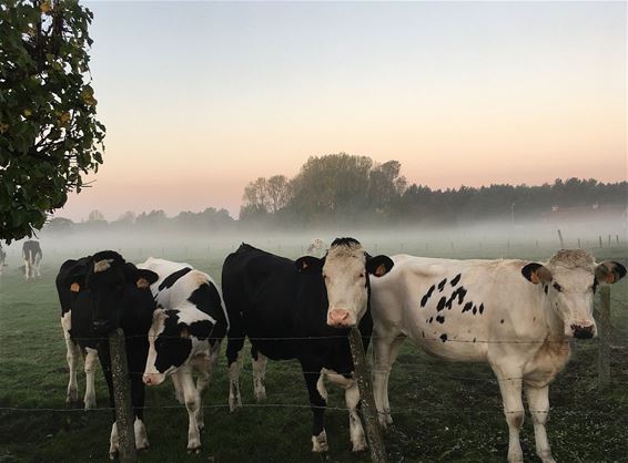 Die ochtend aan de Achterhoek... - Hamont-Achel