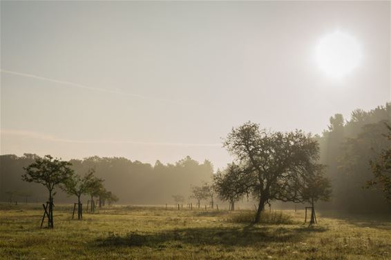 Die ochtend in het Hobos - Overpelt