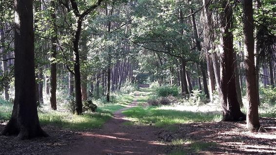 Die ochtend in het Hobos - Overpelt