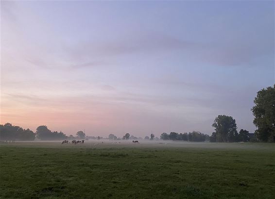 Die ochtend in het wachtbekken... - Pelt