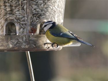 Die wonderlijke vogelpootjes