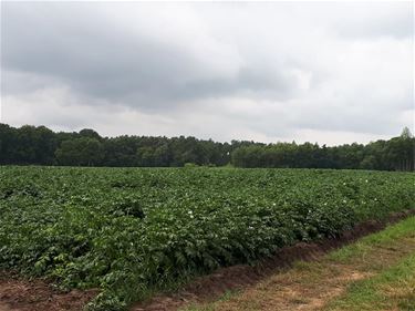 Dieven stelen 100 kg aardappelen - Beringen