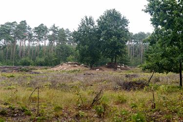 Discussie over ontbossingscijfers - Beringen