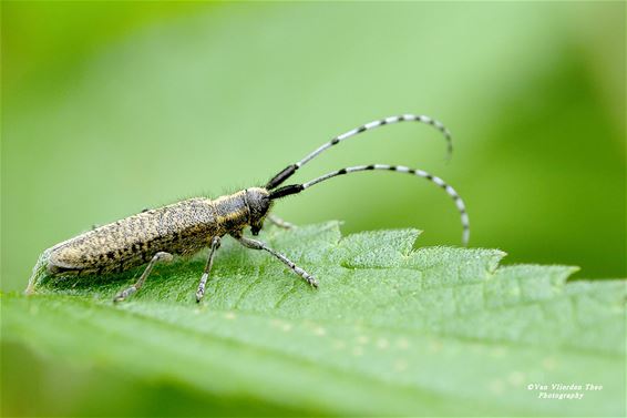 Distelboktor gespot langs de Warmbeek - Hamont-Achel