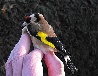 'Distelvink moet nationale vogel worden'