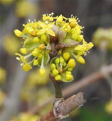 Dit bloemetjes is 1 cm groot - Peer