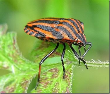 Dit insect ooit gezien? - Peer