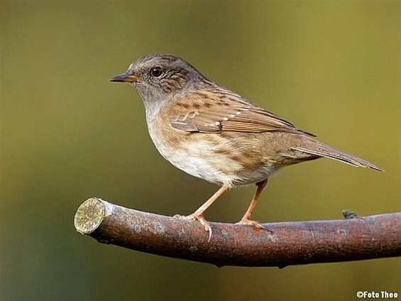 Dit is ze dus: een heggenmus - Hamont-Achel