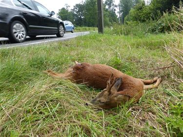 Dit jaar al 72 reeën aangereden