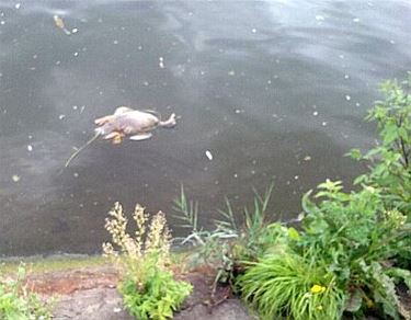 Dode eenden in het kanaal - Overpelt