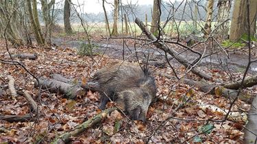 Dode ever in het Hobos - Overpelt