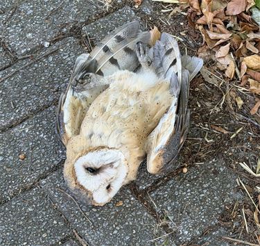 Dode kerkuil gevonden langs fietspad - Pelt