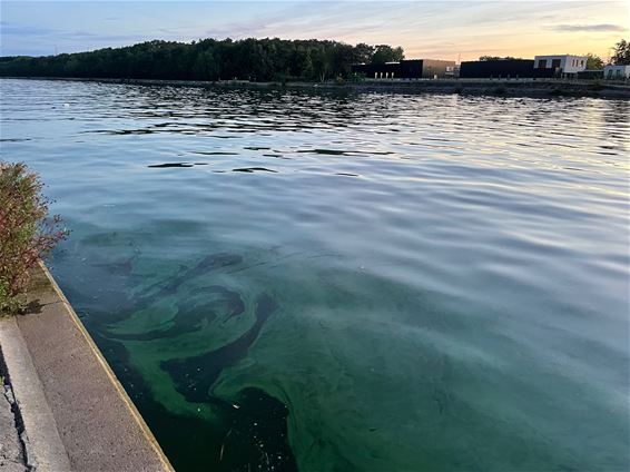 Dode watervogels door blauwalgen - Beringen