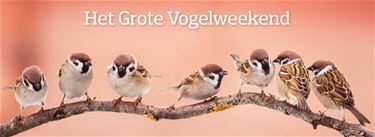 Doe jij mee aan het Grote Vogelweekend? - Beringen