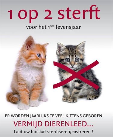 Doe wat aan die kat - Hechtel-Eksel