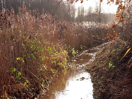Dommel gaat beurtelings gemaaid worden
