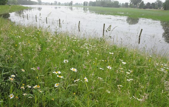 Dommel hoog, wachtbekken lang niet vol - Neerpelt