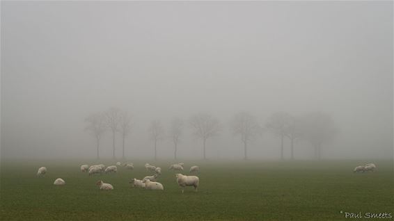 Donker en grijs - Pelt