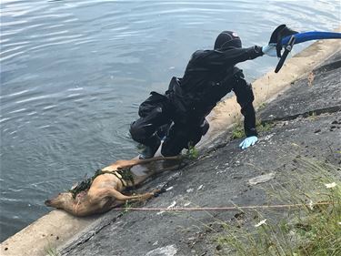 Dode ree in kanaal - Beringen