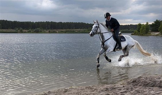 Dravende paarden voor de fotografen - Lommel
