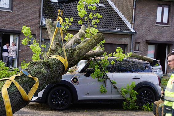 Drie auto's beschadigd door omvallende boom - Beringen