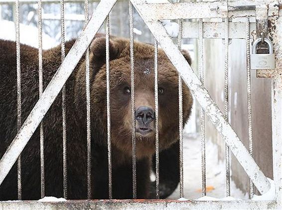 Drie beren nog in quarantaine - Opglabbeek