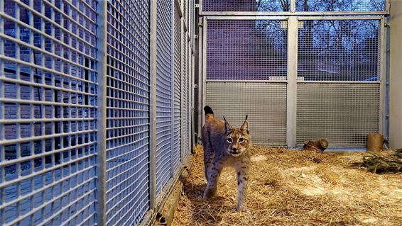 Drie lynxen in het Natuurhulpcentrum - Oudsbergen