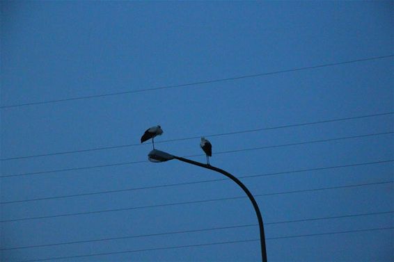 Drie ooievaars gespot  in Eksel - Hechtel-Eksel