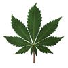 Drugskoerier met 1 kilo marihuana betrapt - Tongeren