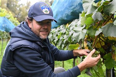 Druivenoogst bij domein Beau Marais - Beringen