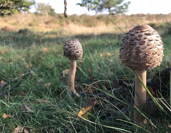 Druk op de Leenderheide - Hamont-Achel