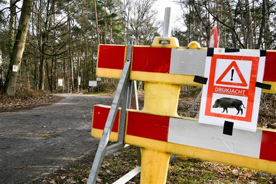 Drukjacht aan Koersels Kapelleke - Beringen