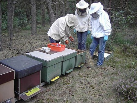 Drukke nering op de heide - Hamont-Achel & Pelt