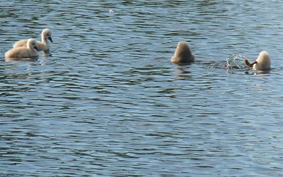 Duikles in het Hageven - Neerpelt