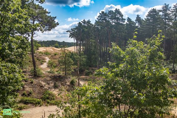 Duinentocht trekt door Hechtelse natuur - Hechtel-Eksel