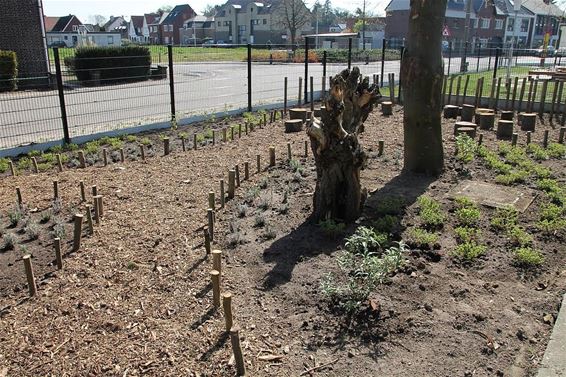 Ecotuin bij de basisschool - Hamont-Achel