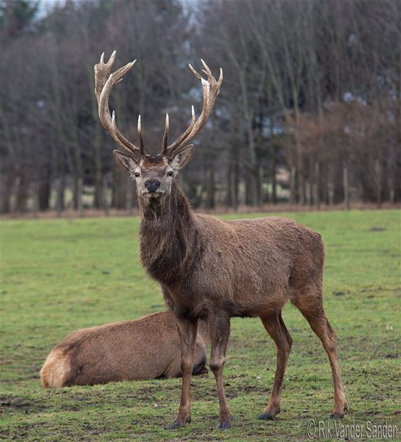 Edelherten in Pelt - Pelt