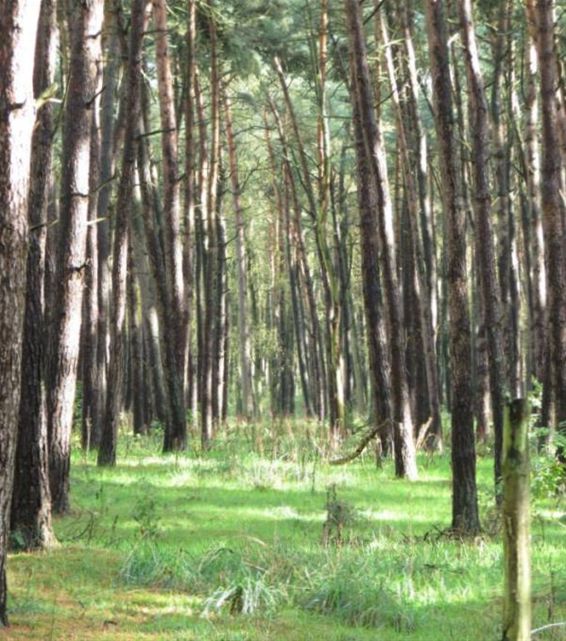 Een schilderij in het bos - Overpelt