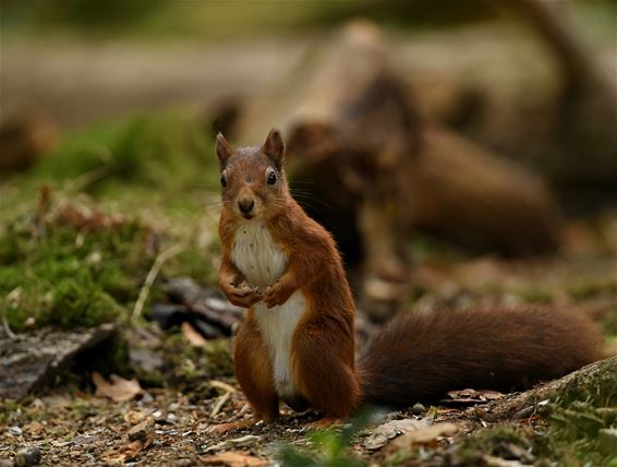 Eekhoorns spotten op ’t Hobos - Pelt
