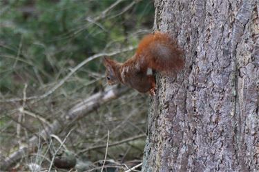 Eekhoorntje in het Hageven - Neerpelt