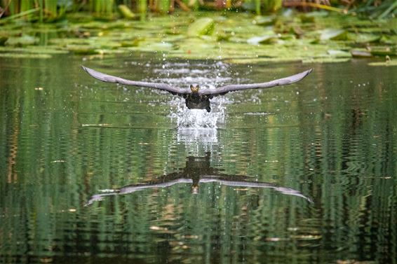 Een aalscholver in de Kolonie - Lommel