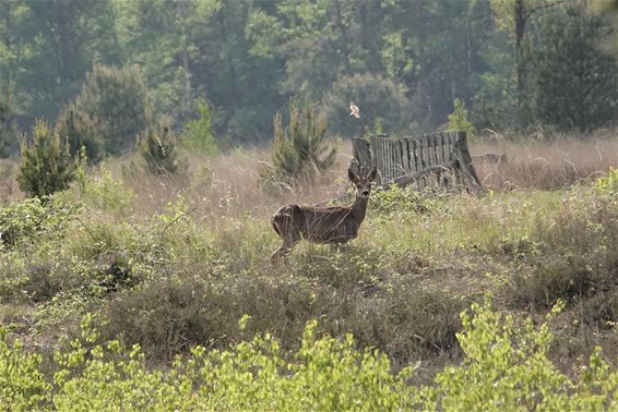 Een aangename verrassing - Pelt