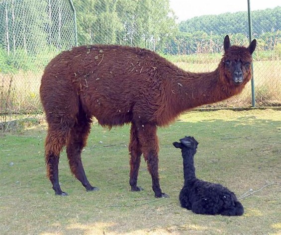 Een alpaca in plaats van een schaap - Meeuwen-Gruitrode