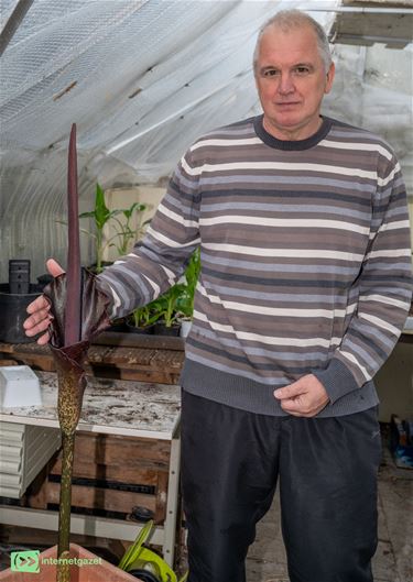 Pelt - Een Amorphophallus in de Molenstraat