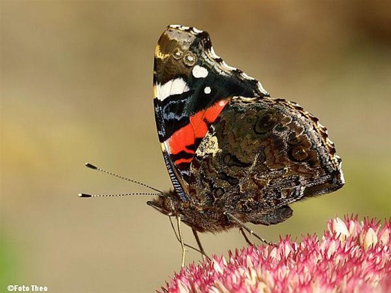 Een atalanta in de zon - Hamont-Achel