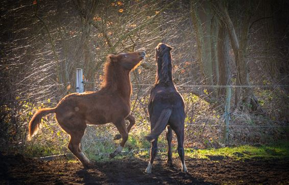 Een 'beestige' maandag - Lommel