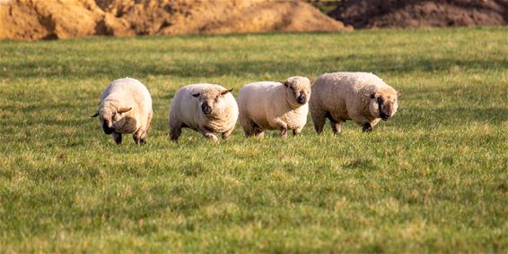 Een 'beestige' zondagochtend - Lommel