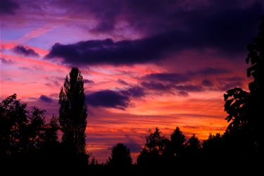 Een beetje paars in de lucht - Beringen